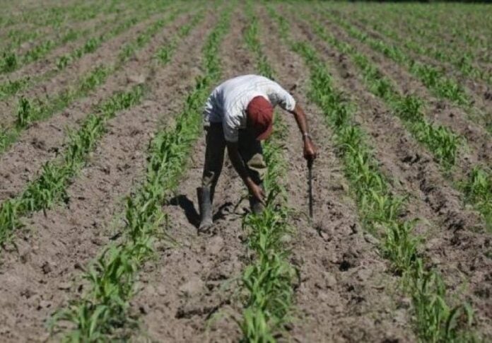 Falta de mano de obra y plagas amenazan cosechas en el país