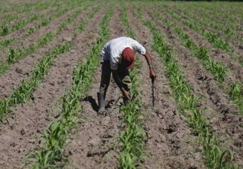 Falta de mano de obra y plagas amenazan cosechas en el país