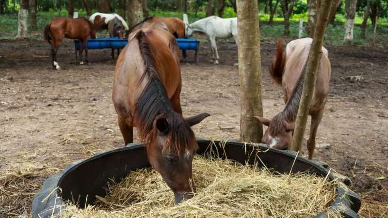 Algunos de los caballos decomisados en San Pedro Sula presentaban golpes. Ahora, están en un centro de recuperación, una vez rehabilitados, servirán como terapia.