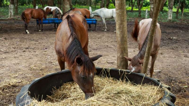 Caballos rescatados en SPS