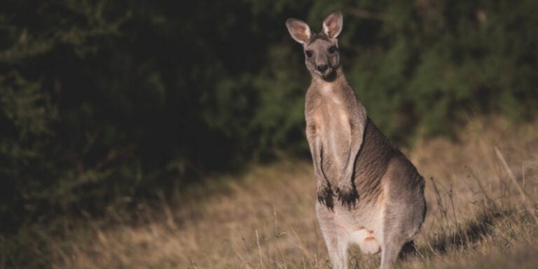 Australia investiga la muerte de 65 canguros por disparos y embestidas de coche