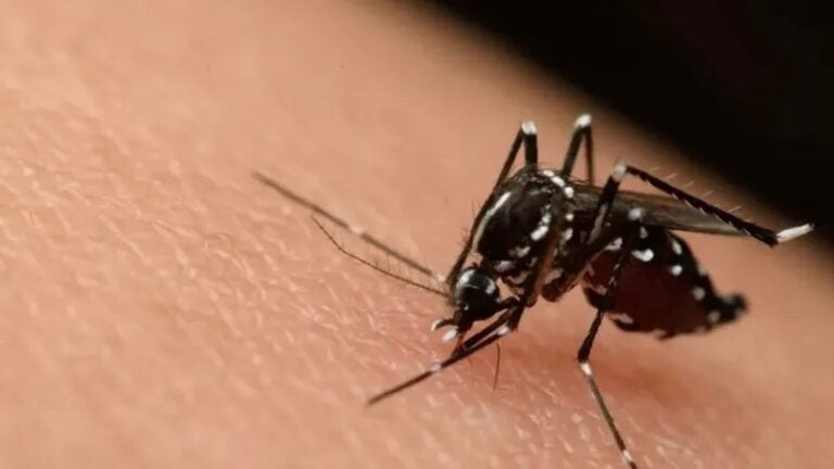 98 % de muertes por dengue se acumula en 6 países de Suramérica