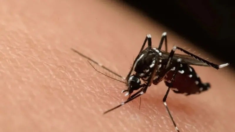 dengue Suramérica