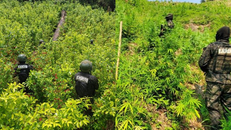 FFAA plantaciones coca marihuana