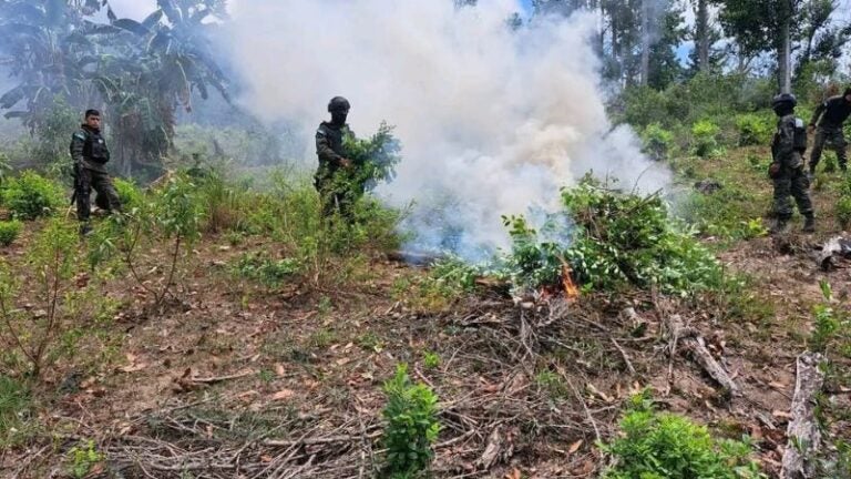 Erradican 105 mil arbustos de hoja de coca en La Ceiba