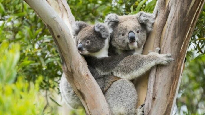 Koalas Australia