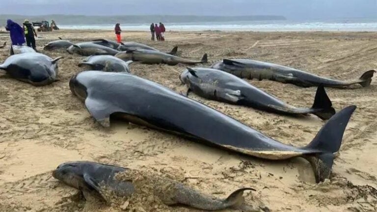 Más de 70 ballenas piloto quedan varadas en una isla de Escocia