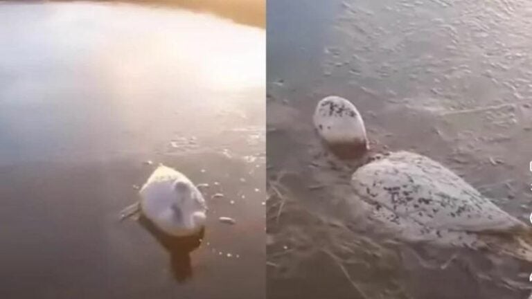 Video | Patos se congelan en el agua por la ola polar en Argentina