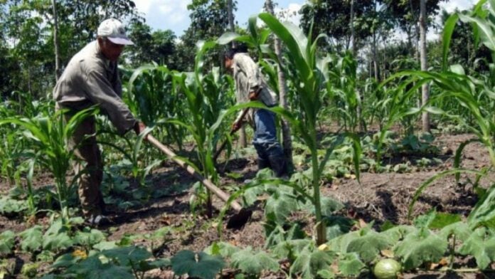 Solo el 50 % de las tierras para granos básicos han sido cultivadas