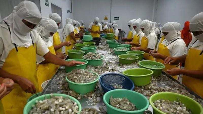 Aprueban acuerdo de acceso al camarón hondureño en el mercado Chino