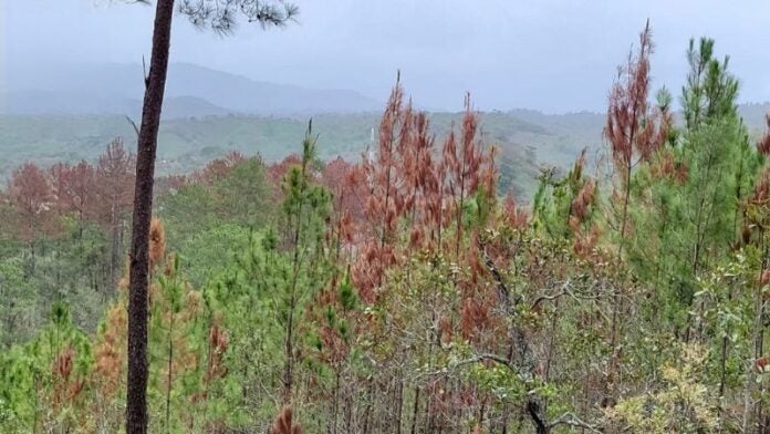 Identifican ocho sitios con presencia del gorgojo descortezador