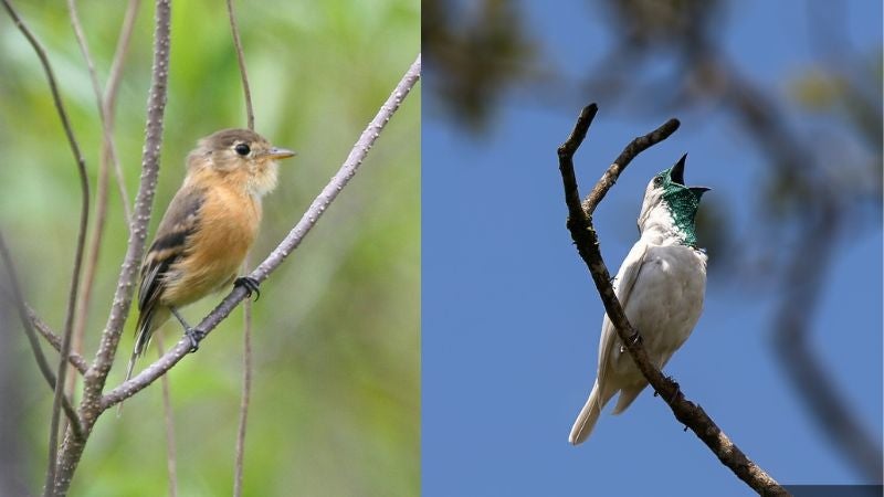 aves en Honduras amenazadas