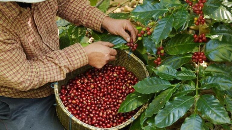 Café en Honduras