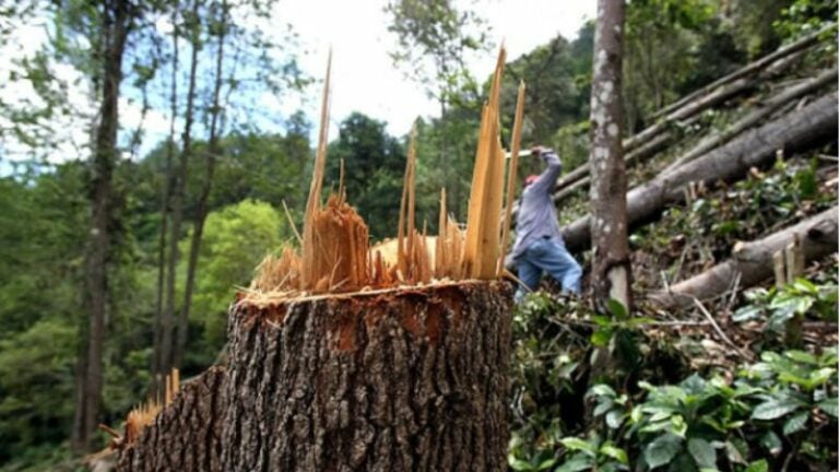 Deforeestación en Honduras