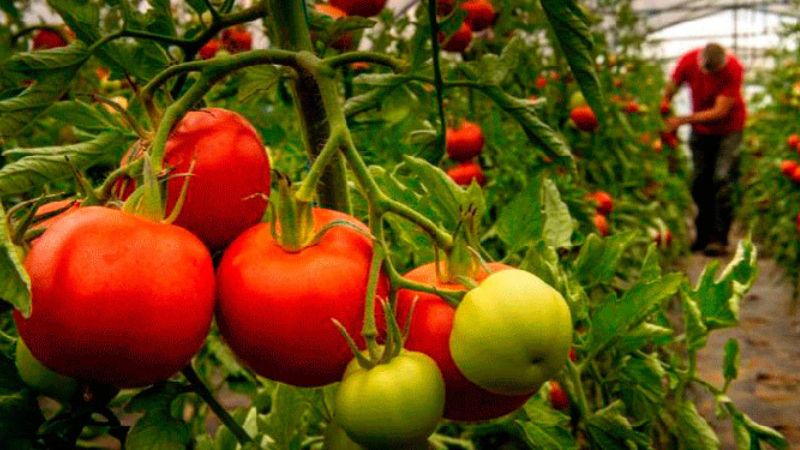Productores logran estabilizar el precio de cosechas del tomate