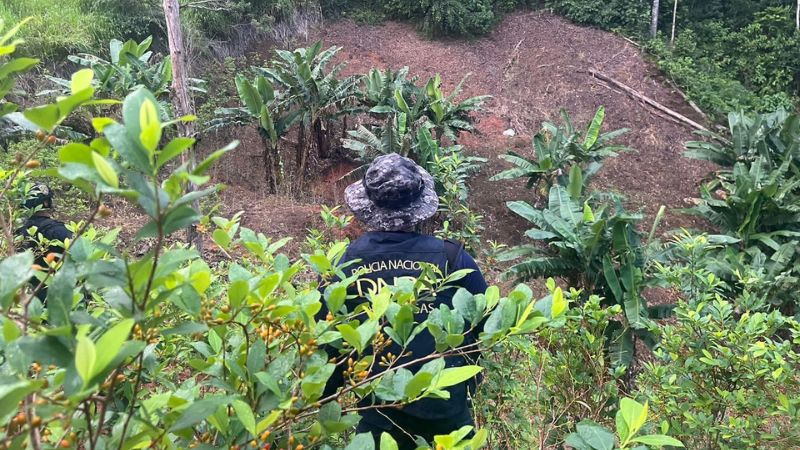 Aseguran 40,000 arbustos de supuesta hoja de coca en Colón