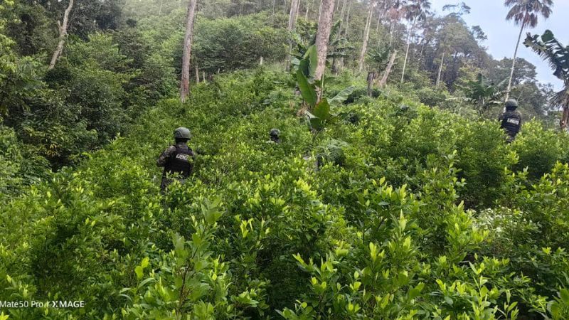 Plantación arbustos coca Olanchito