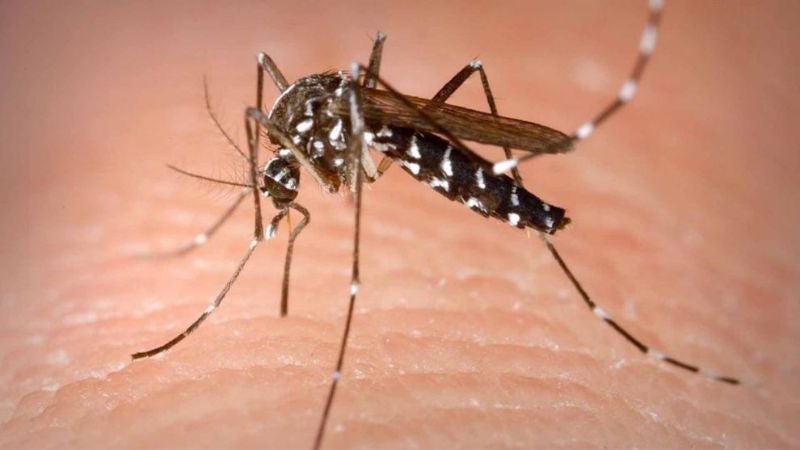 Honduras se acerca a los 100 decesos por sospechas de dengue