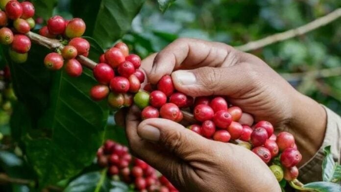 Exportación de café hondureño baja un 11.4 % en la cosecha del 2023 al 2024