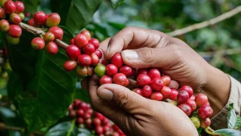 Exportación de café hondureño baja un 11.4 % en la cosecha del 2023 al 2024