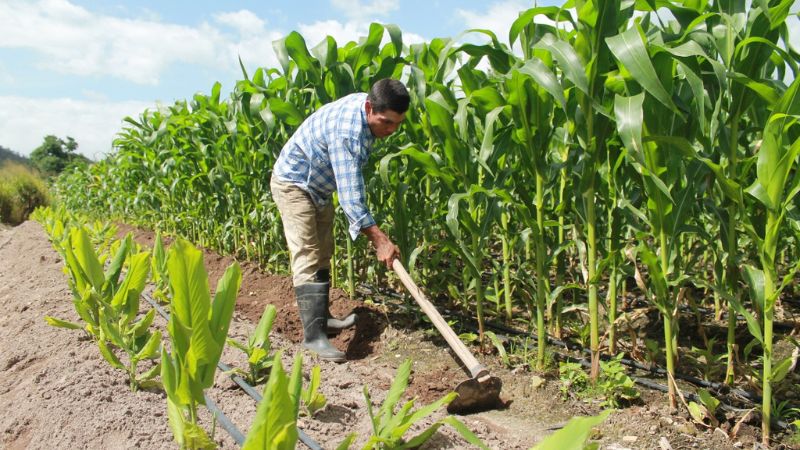 SAG: Más de 640 millones de lempiras se ponen en disposición para productores