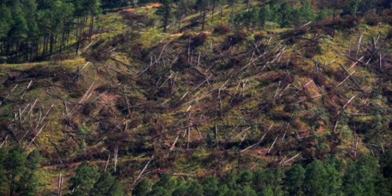 Gorgojo dañó 250 hectáreas de bosque en Honduras