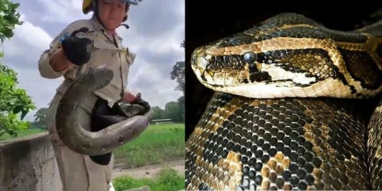 Encuentran enorme serpiente en el techo de una casa en Choloma