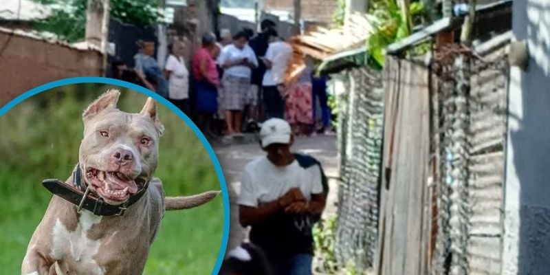 Pitbull mata a su dueño en Tegucigalpa