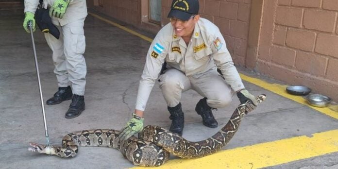 Capturan espelúznate serpiente cuando entraba a una vivienda en aldea El Chimbo