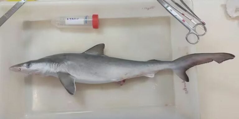 Tiburones pequeños dan positivo en cocaína en Río de Janeiro, Brasil