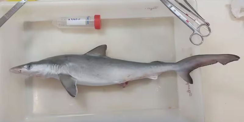 Tiburones pequeños dan positivo en cocaína en Río de Janeiro, Brasil