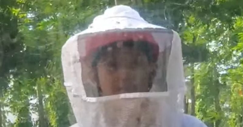 Hospitalizan a 6 personas por picadas de abejas africanas en La Ceiba