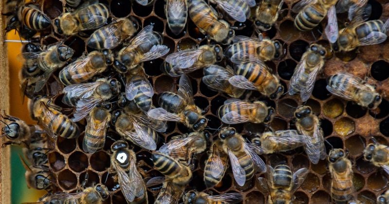Hospitalizan a 6 personas por picadas de abejas africanas en La Ceiba