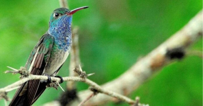 Al menos 23 especies de aves están en peligro de extinción por vulnerabilidad