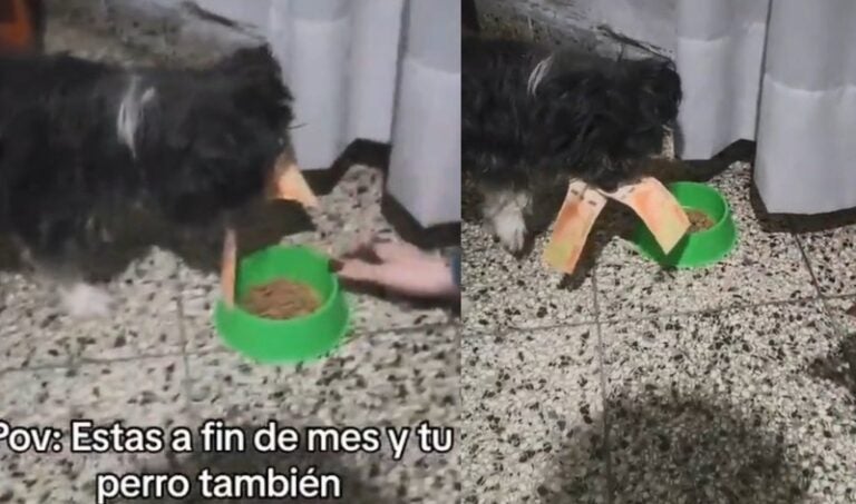 VIDEO | Perro ‘roba’ el dinero de su dueña y se vuelve viral