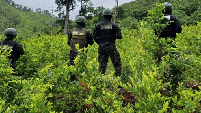 Aseguran arbustos de hoja de coca en Colón