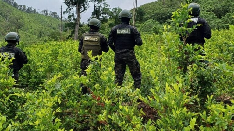 Aseguran 110,850 arbustos de hoja de coca en Iriona, Colón