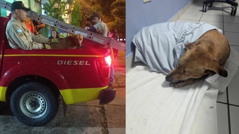 Estudiantes y bomberos salvan a un perro en la UNAH