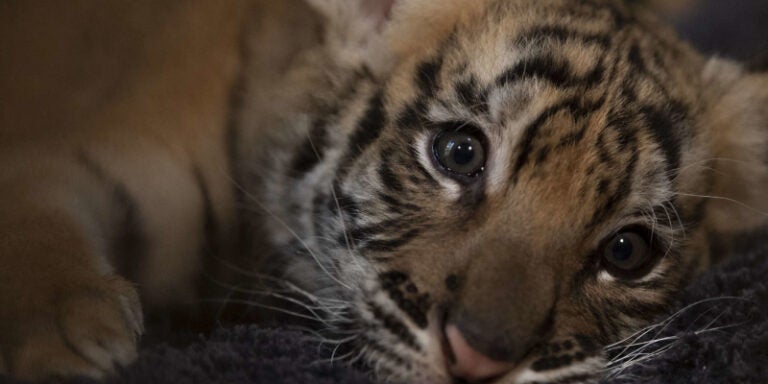 Ocho tigres de bengala y siberianos nacen el mismo día en Rusia