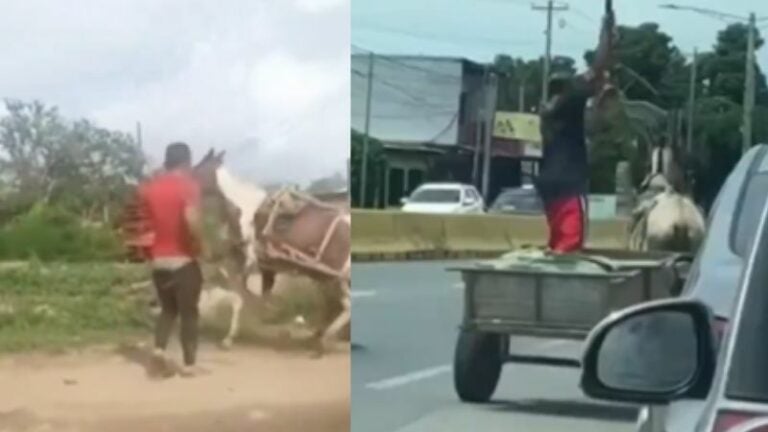 MP: Maltratadores de caballos pueden recibir requerimiento fiscal