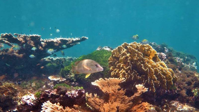 Corales de Tela salvaría los arrecifes