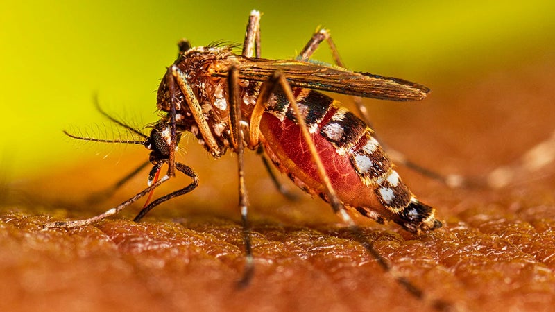 jóvenes dengue Olancho