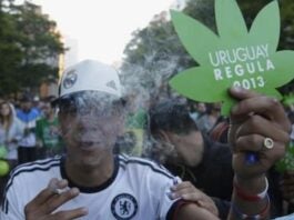 Cuatro de cada diez uruguayos desconfían del sistema de regulación de la legalidad de la marihuana