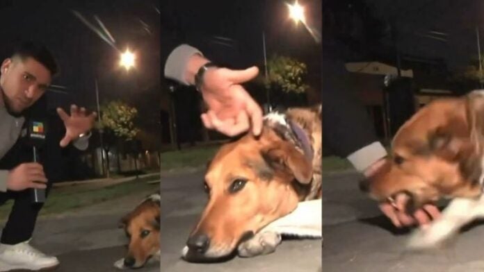 Perrito muerde a reportero en vivo ¿Cómo ocurrió?