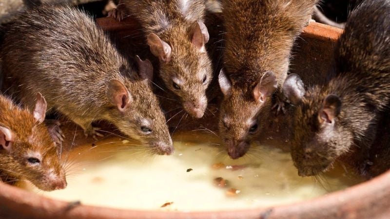 Padres de familia rechazan merienda escolar tras invasión de ratas en escuela