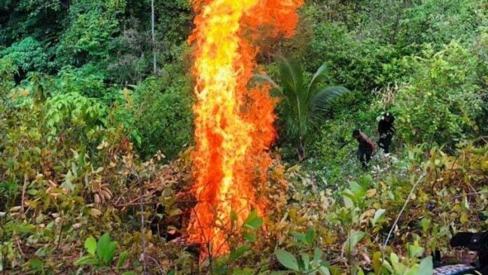 Erradican más de 24 mil arbustos de hoja de coca en La Másica, Atlántida