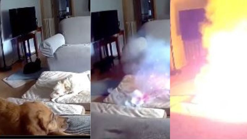 Perro causa incendio en su casa tras masticar batería de iones de litio