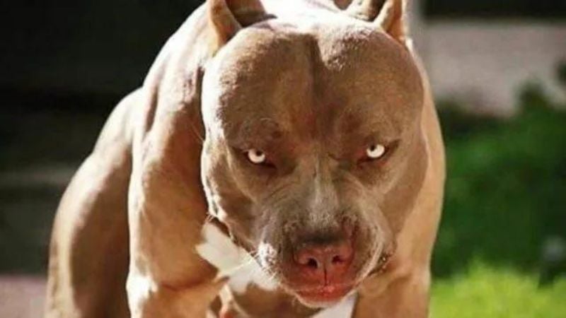 Pitbull ataca a una joven que iba hacia una iglesia en SPS