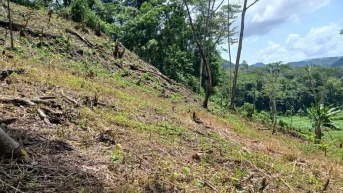 Hallan cerros deforestados en la biosfera del río Plátano