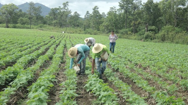 siembra de postrera en Honduras